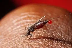 توضیح وزارت بهداشت درباره شیوع مالاریا در ایران