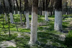 قطع درختان ۵۰ ساله آغاز شد / چیتگر و سرخه‌حصار قربانی می‌شوند؟