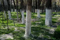 قطع درختان ۵۰ ساله آغاز شد / چیتگر و سرخه‌حصار قربانی می‌شوند؟