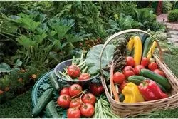 لغو ممنوعیت صادرات صیفی‌جات با حکم دیوان عدالت اداری+ تصویر