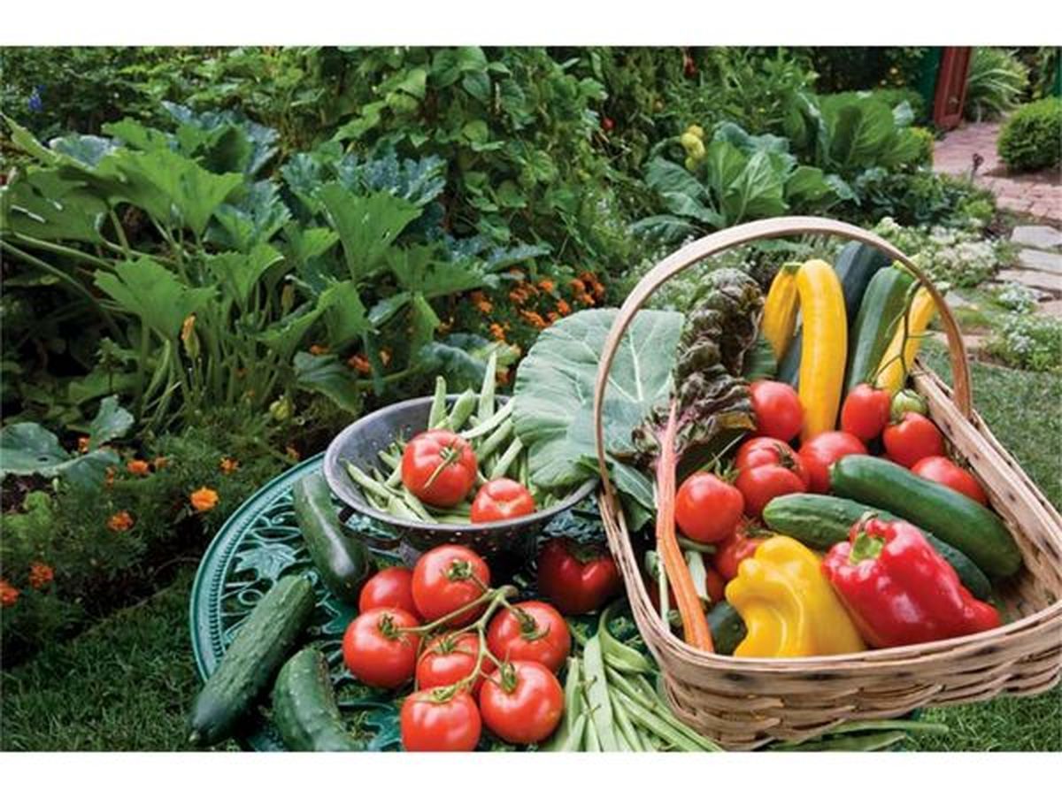 لغو ممنوعیت صادرات صیفیجات با حکم دیوان عدالت اداری+ تصویر