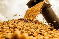 وزارت کشاورزی آمریکا پیش‌بینی کرد؛ کاهش قیمت دانه‌های روغنی در راه است