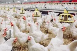 اختلال در زنجیره تولید مرغ