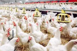 سبقت تولید از تقاضا؛ بازار مرغ اشباع شده است