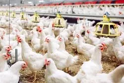 سبقت تولید از تقاضا؛ بازار مرغ اشباع شده است