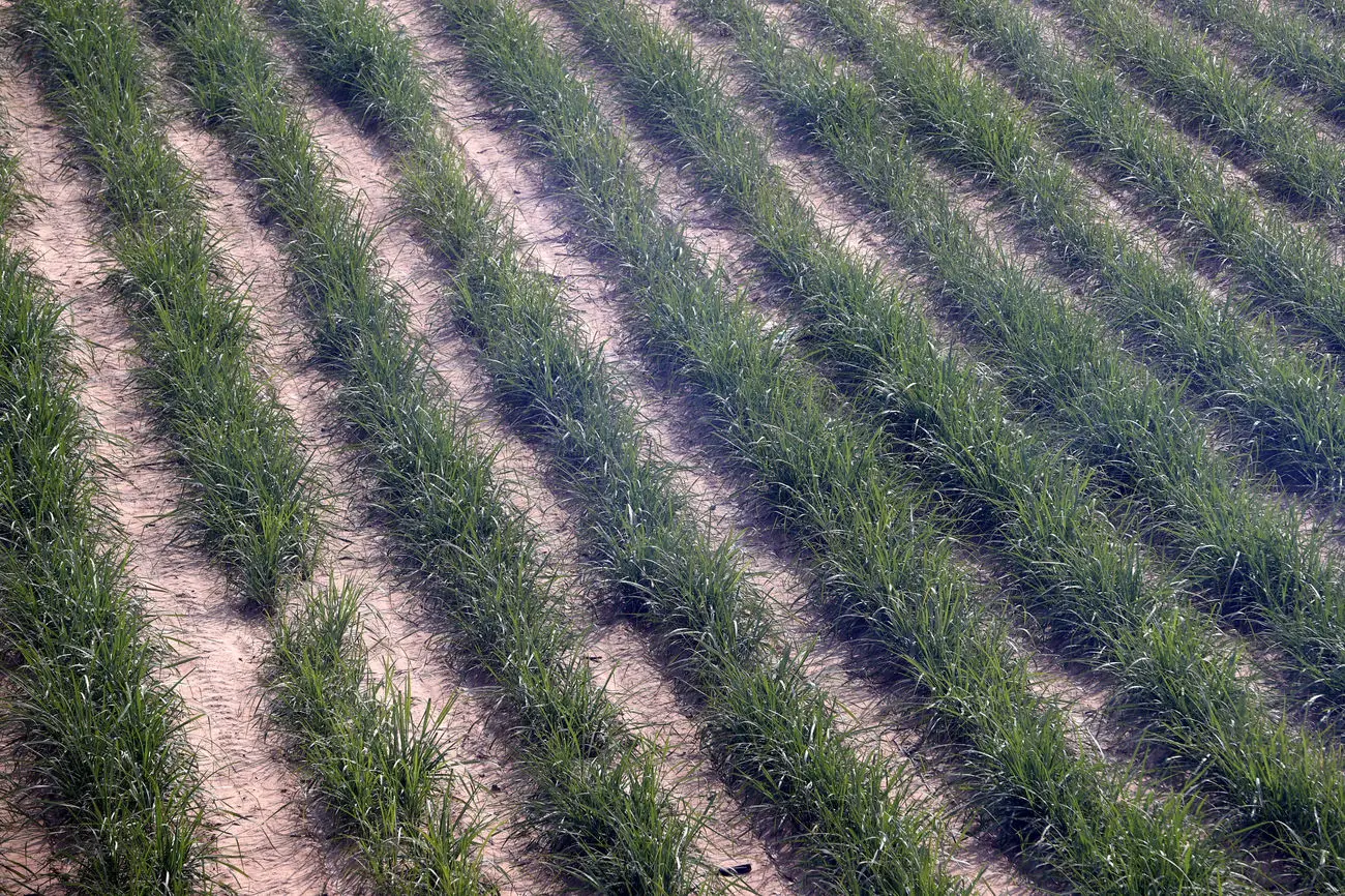 از کونمینگ تا تهران؛ پل همکاری‌های کشاورزی ایران و چین در حال تقویت است