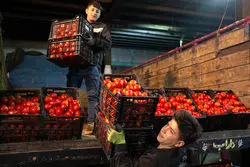 عوارض صادراتی گوجه فرنگی تمدید شد