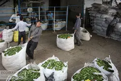 سفر چای ایرانی به 25 کشور/ صادرات 28 میلیارد دلاری چای در 1400  