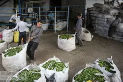 چای به سرنوشت برنج دچار شد؛‌ واردات در قبال خرید تولید داخل