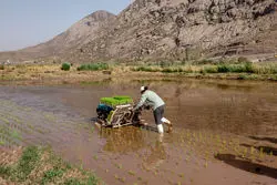 قیمت تضمینی برنج‌های پرمحصول اعلام شد/ ندا حداکثر 36000تومان 