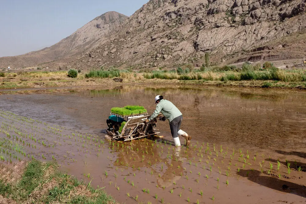 قیمت تضمینی برنج‌های پرمحصول اعلام شد/ ندا حداکثر 36000تومان 