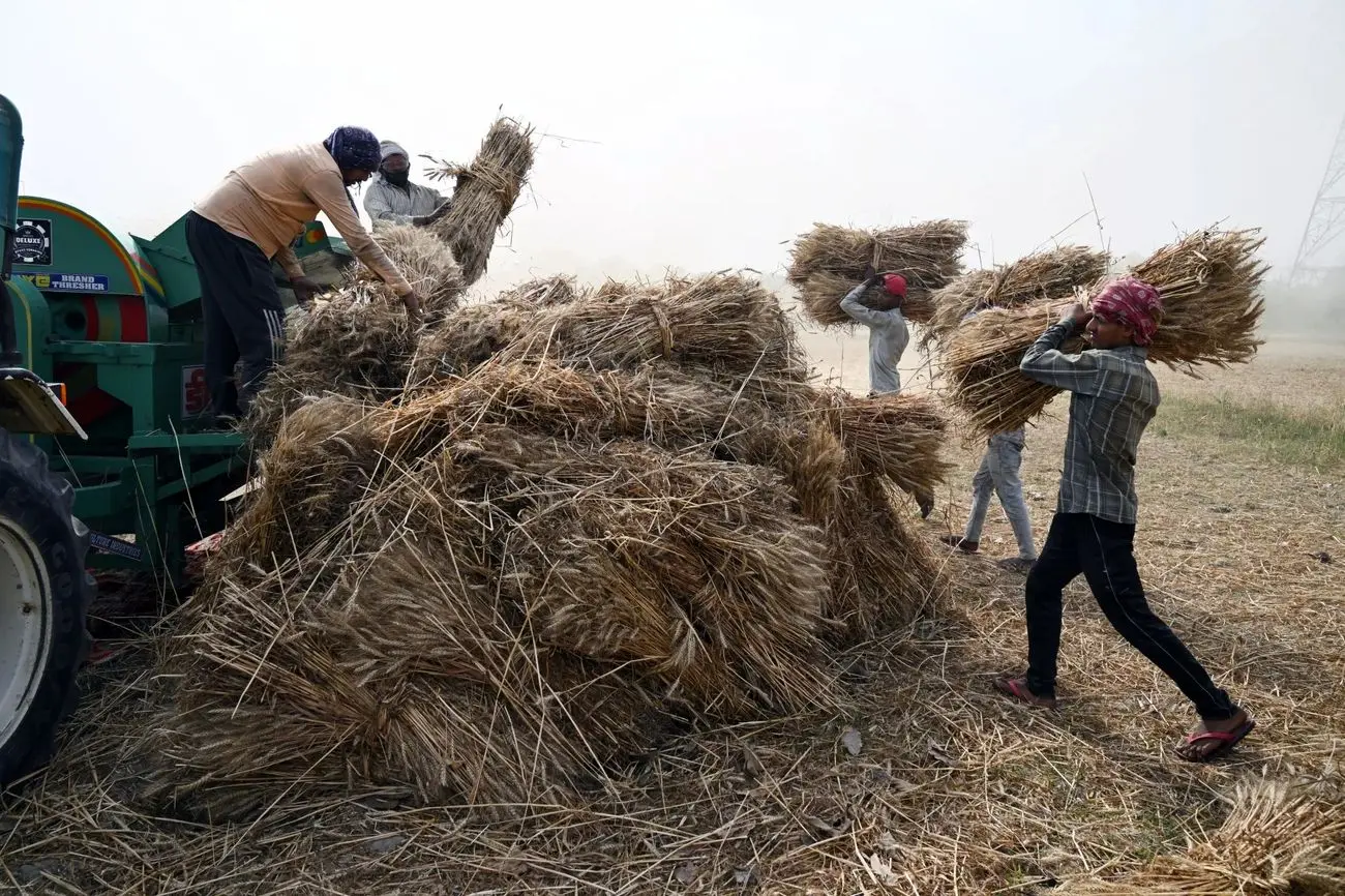 توضیح مدیرعامل بنیاد ملی گندمکاران درباره مطالبات کشاورزان