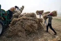 توضیح مدیرعامل بنیاد ملی گندمکاران درباره مطالبات کشاورزان