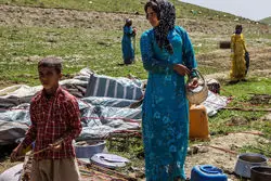 تخصیص 3 هزار میلیارد تومان منابع دولتی برای مدیریت تأمین علوفه دام