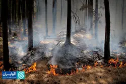 خسارت آتش‌سوزی جنگل هیرکانی چقدر است؟