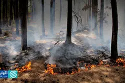 خسارت آتش‌سوزی جنگل هیرکانی چقدر است؟