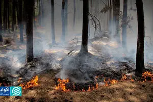 خسارت آتش‌سوزی جنگل هیرکانی چقدر است؟