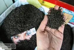 شناسه کالا شرط جدید ثبت سفارش چای