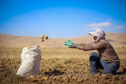 سهم بخش کشاورزی از اقتصاد در کدام استان‌ها بیشتر بوده است؟