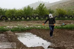  افت شاخص مقدار تولید بخش کشاورزی در 5 فصل متمادی