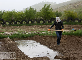 سهم تولید کشت دیم در کشور