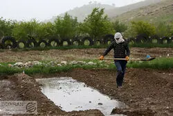 سهم تولید کشت دیم در کشور