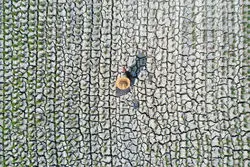 تشکیک بخش خصوصی در آمار دولتی تولید برنج