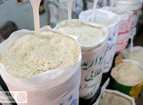 دبیر ستاد هماهنگی امنیت غذایی: برنج ۲۰۰ هزار تومانی نداریم