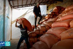  دست پنهان رانت در بازار برنج