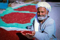 زرشک امسال سه برابر شد؛ قیمت هر کیلو زرشک به چقدر رسید؟ +ویدیو