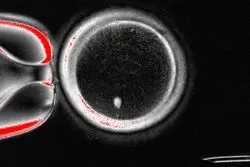 این فناوری ناباروری را ریشه‌کن می‌کند