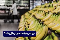 ماجرای افزایش قیمت موز در بازار