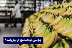 ماجرای افزایش قیمت موز در بازار