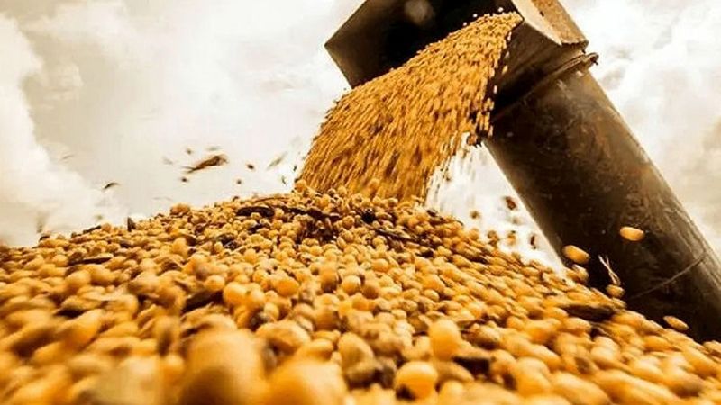 واردات مشروط شد؛ الزام خرید دانه‌های روغنی داخلی برای ترخیص کالا