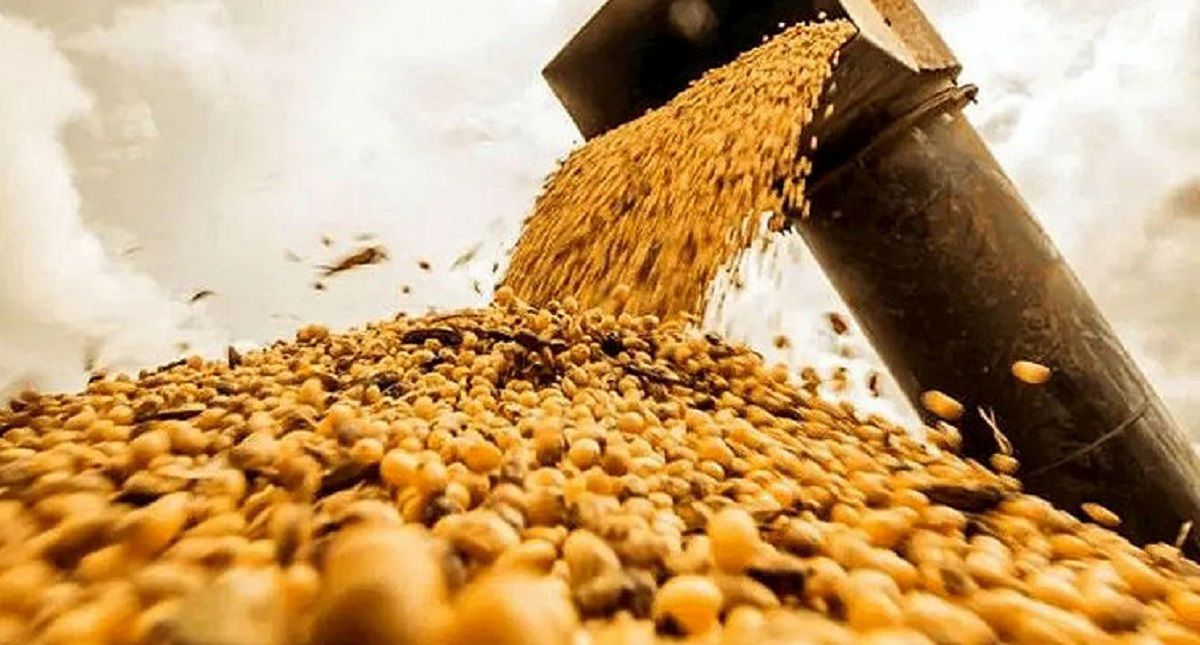واردات مشروط شد؛ الزام خرید دانههای روغنی داخلی برای ترخیص کالا