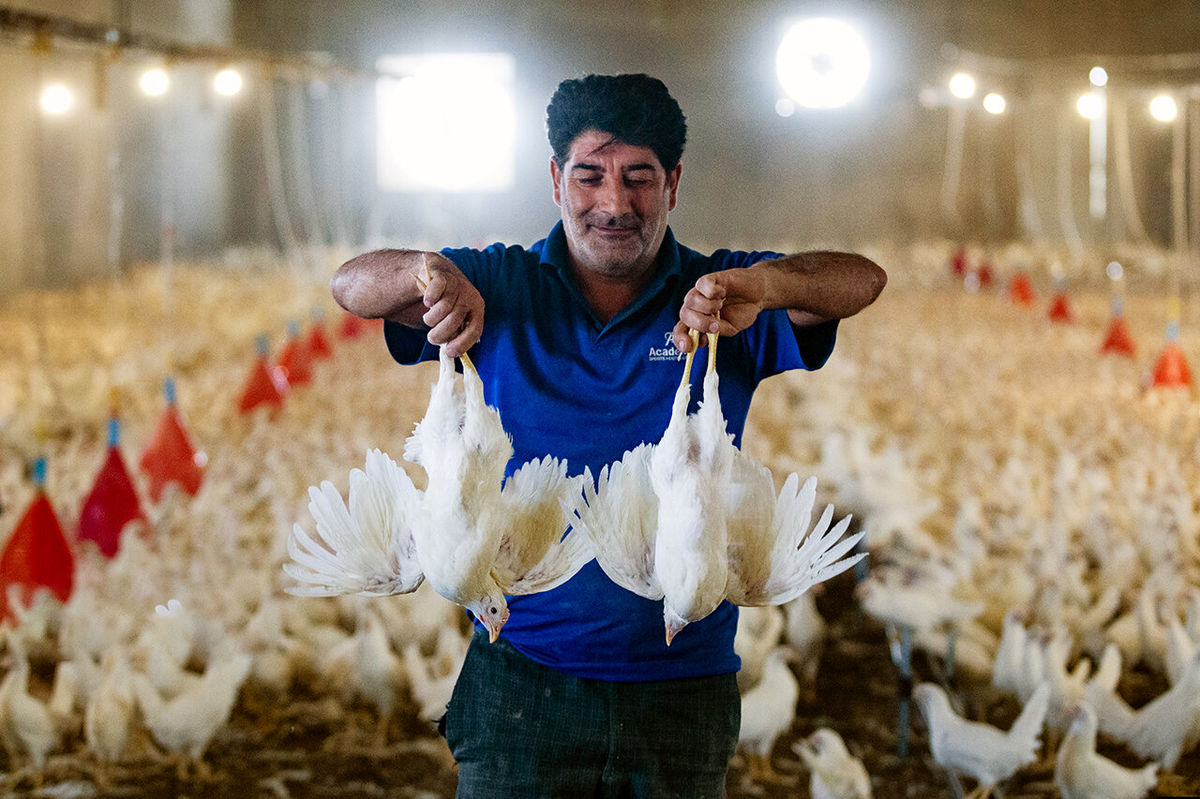 مرغها گرانتر اما لاغرتر شدند