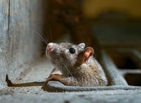 چینی‌ها چطور جمعیت موش‌ها را کنترل کردند؟