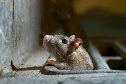 چینی‌ها چطور جمعیت موش‌ها را کنترل کردند؟