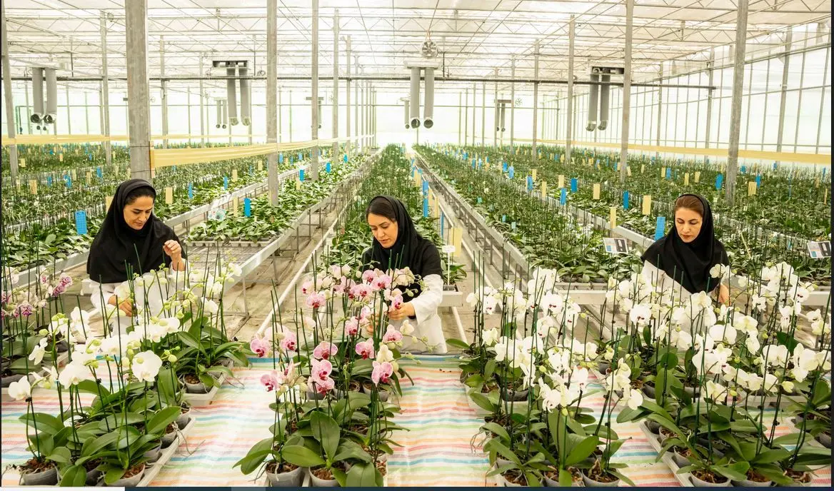 دکتر عرفان ارکید؛ طلایه‌دار صادرات گل ارکیده ایران در ایران اکسپو ۲۰۲۵