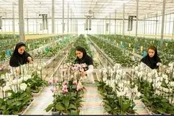 دکتر عرفان ارکید؛ طلایه‌دار صادرات گل ارکیده ایران در ایران اکسپو ۲۰۲۵