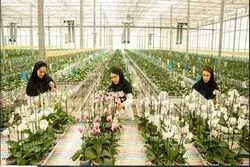 دکتر عرفان ارکید؛ طلایه‌دار صادرات گل ارکیده ایران در ایران اکسپو ۲۰۲۵