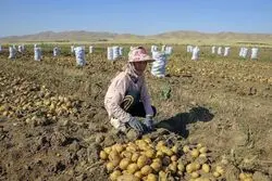 عقب‌نشینی تورم تولید سالانه کشاورزی از کانال 50 درصد