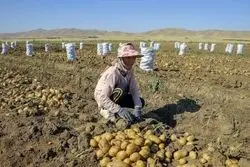 فروش سیب‌زمینی پاکستانی و ترکی در تهران