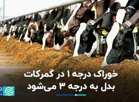 خوراک درجه 1 در گمرکات بدل به درجه 3 می‌شود