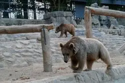 فعالیت ۴ باغ‌وحش کشور تعلیق شد