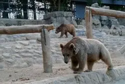 فعالیت ۴ باغ‌وحش کشور تعلیق شد