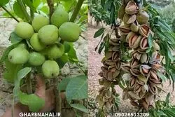 آخرین فرصت خرید نهال بادام و گردو دیرگل