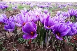 قیمت جدید زعفران اعلام شد + جزئیات