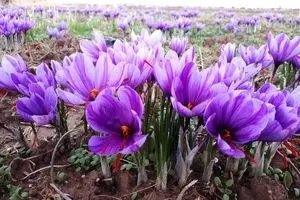 قیمت جدید زعفران اعلام شد + جزئیات