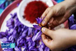 زعفران؛ طلای تاراج رفته ایران